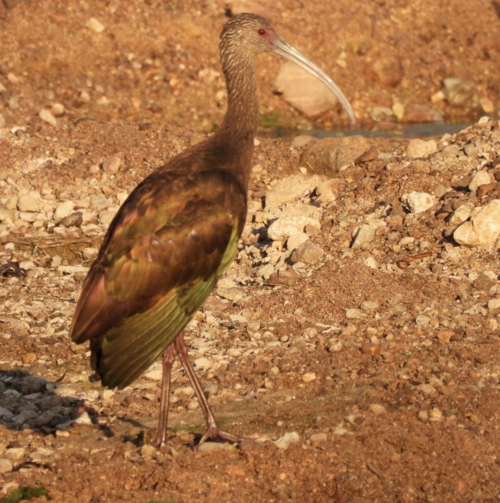 White-faced Ibis - ML613833942