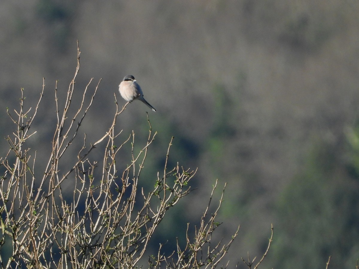 Iberian Gray Shrike - Iván  Orois