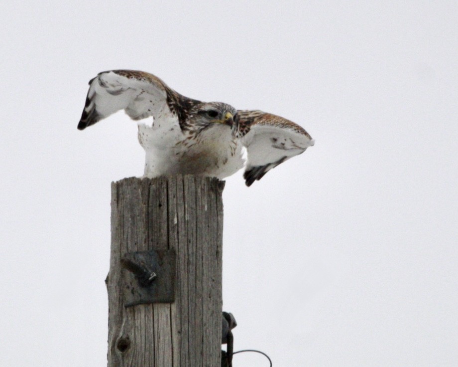 Ferruginous Hawk - ML613833994