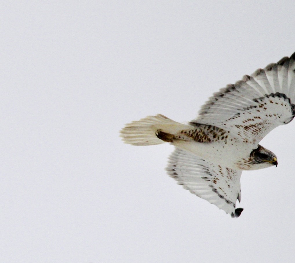 Ferruginous Hawk - ML613833995