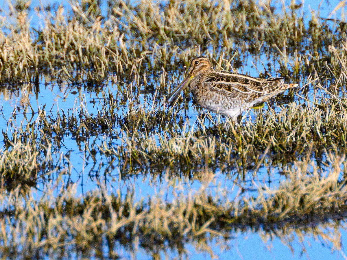 Wilson's Snipe - Dave Dorn