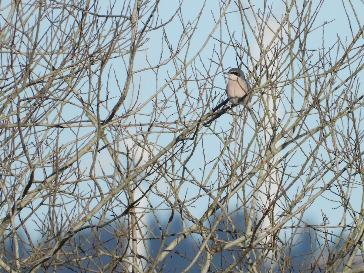 Iberian Gray Shrike - Iván  Orois