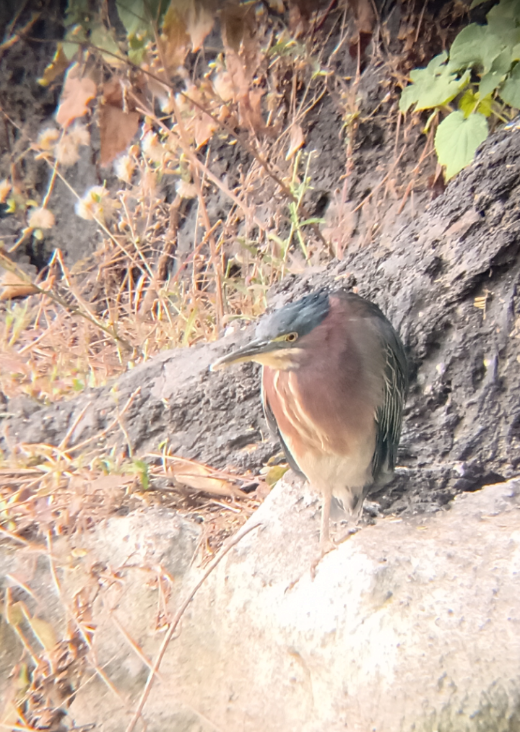 Green Heron - Octavio Vargas Gallegos