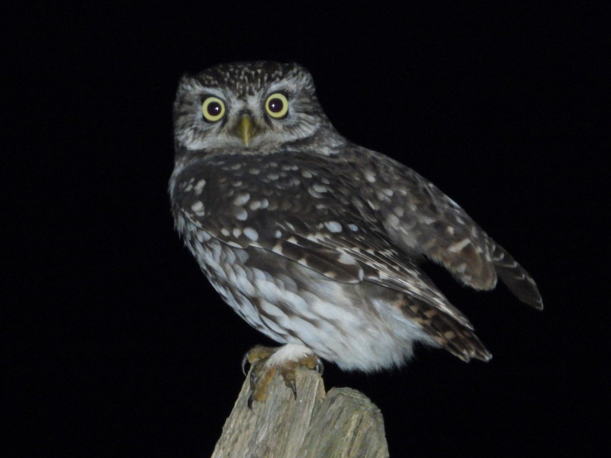 Little Owl - ML613834018