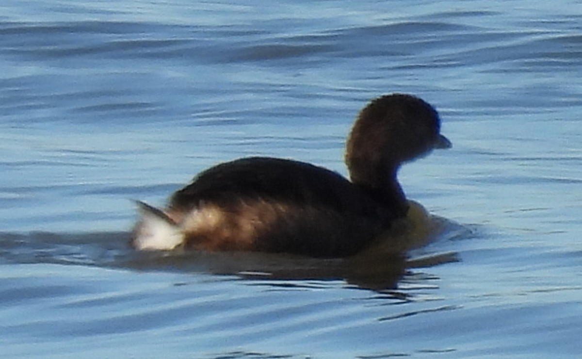 Pied-billed Grebe - ML613834056