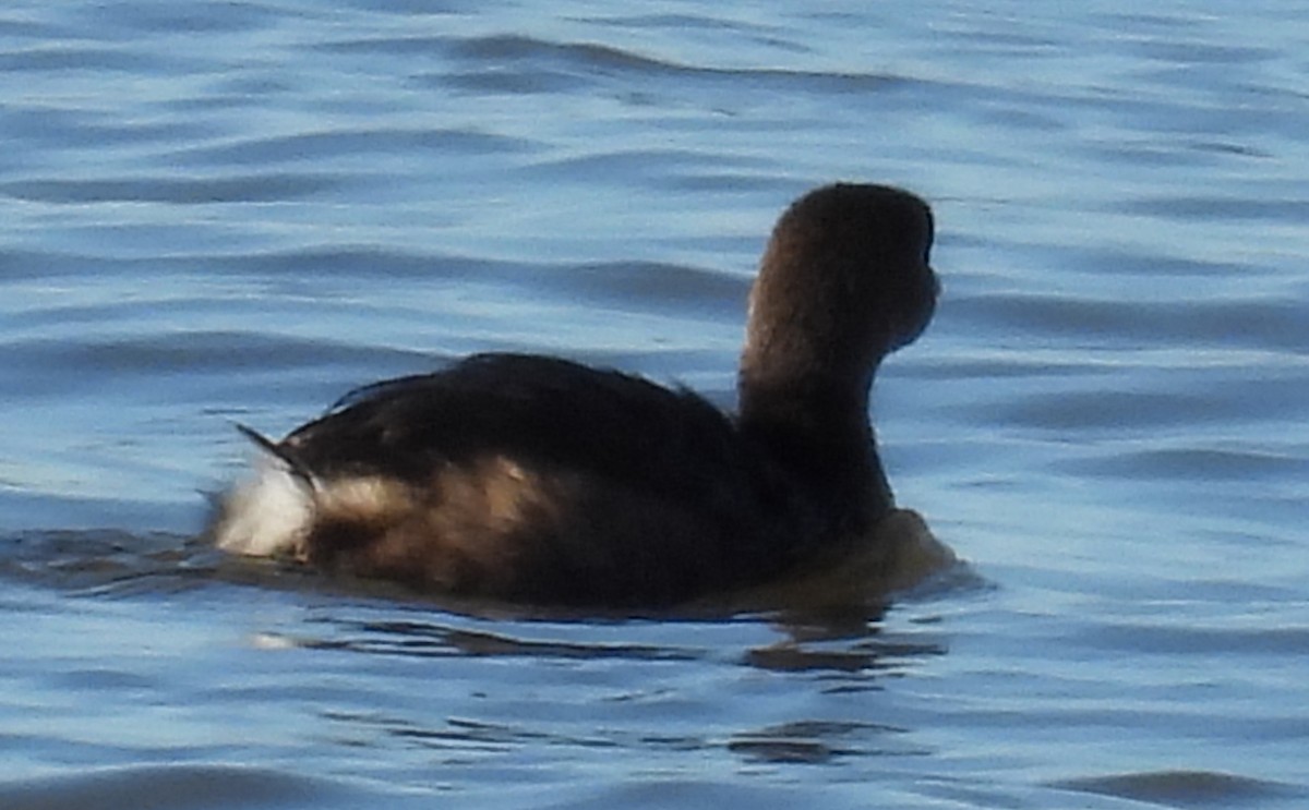 Pied-billed Grebe - ML613834057