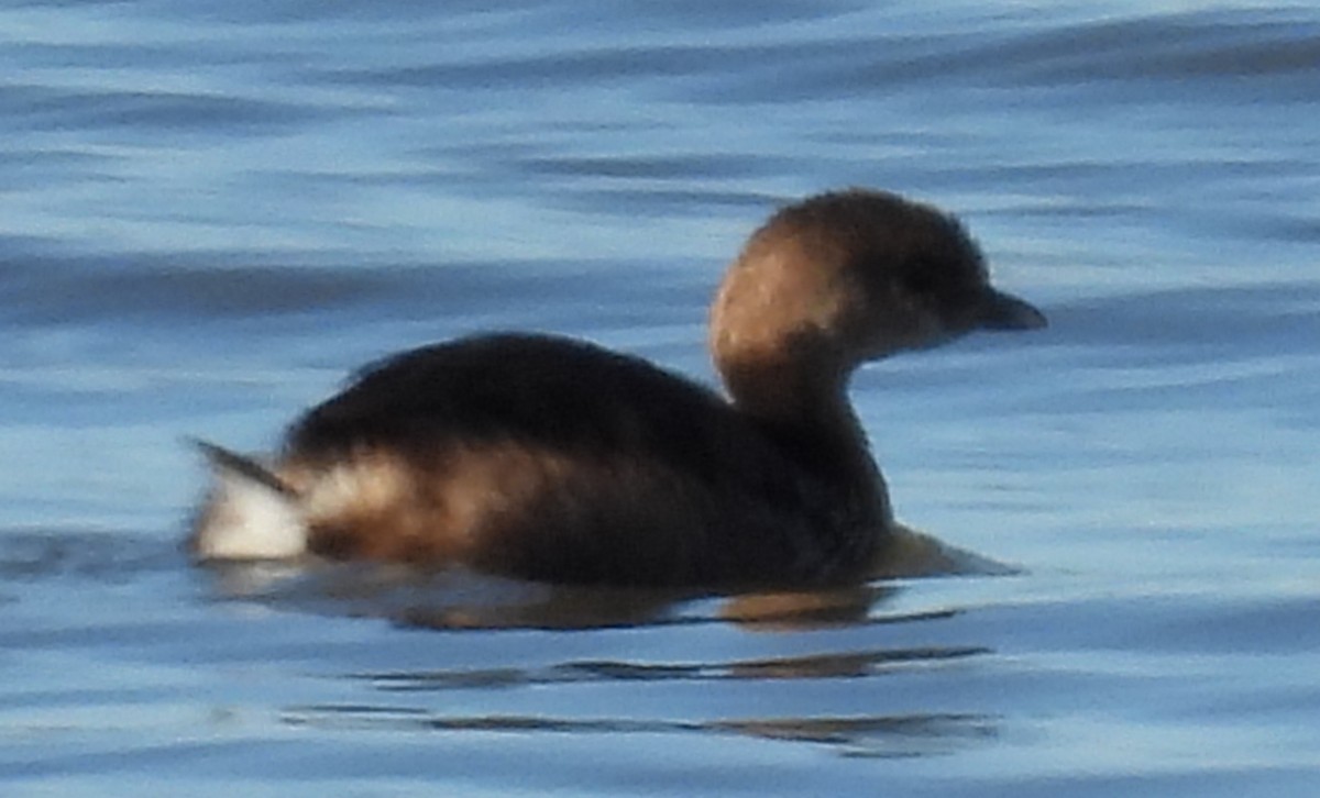 Pied-billed Grebe - ML613834058