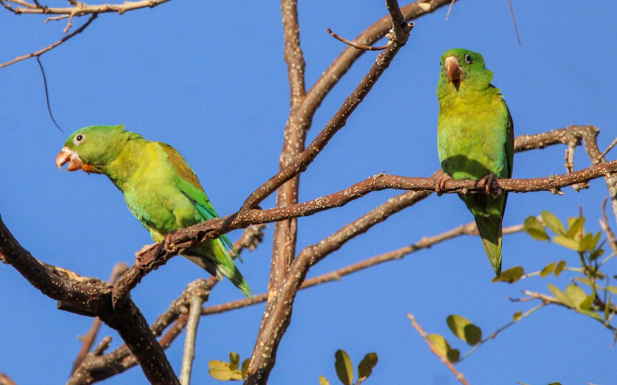 Orange-chinned Parakeet - ML613834093