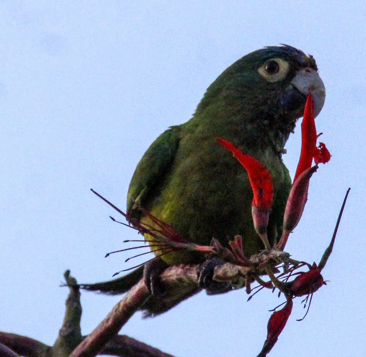 Aratinga Frentinaranja - ML613834114