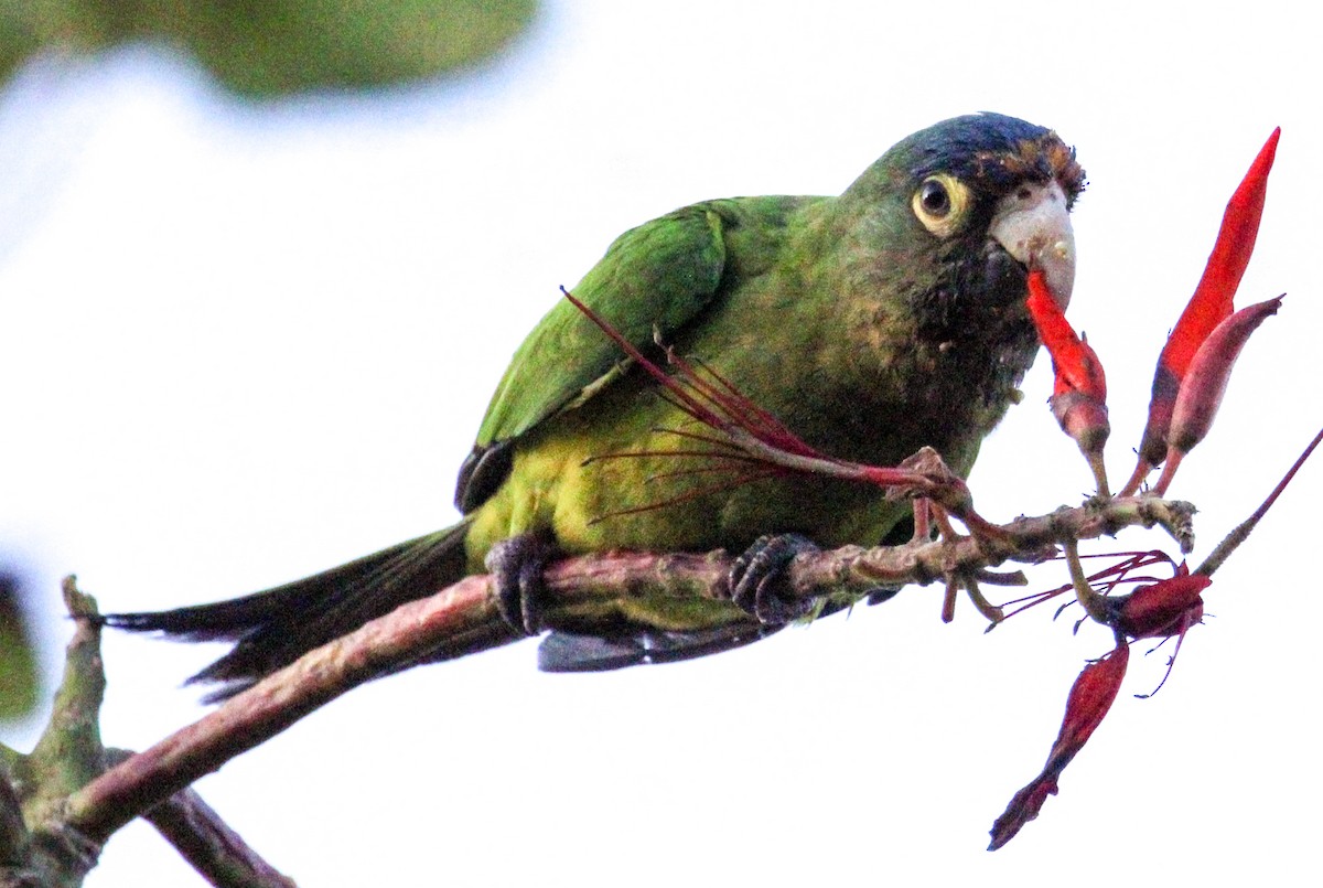 Orange-fronted Parakeet - Jeffrey McCrary