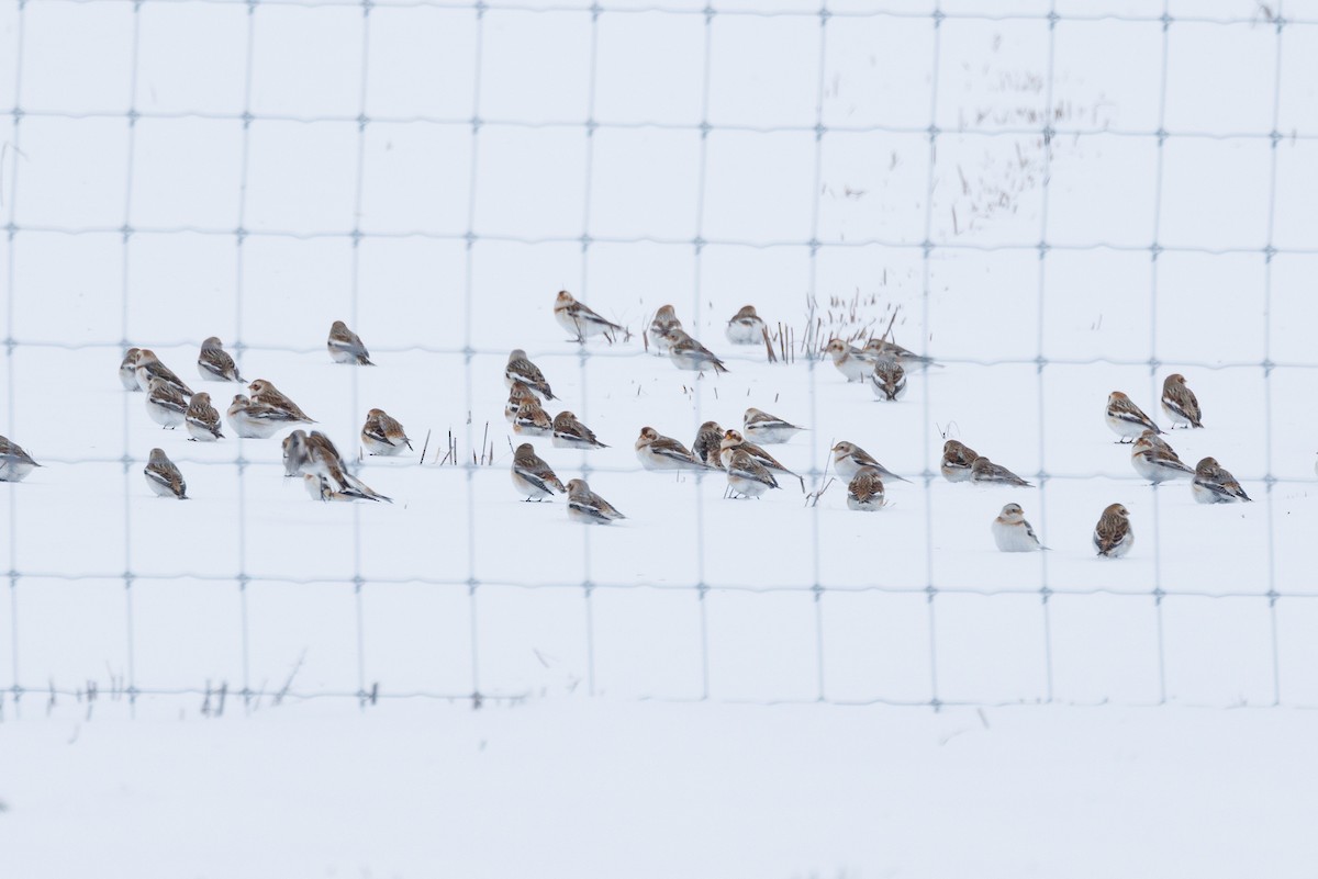 Snow Bunting - ML613834116