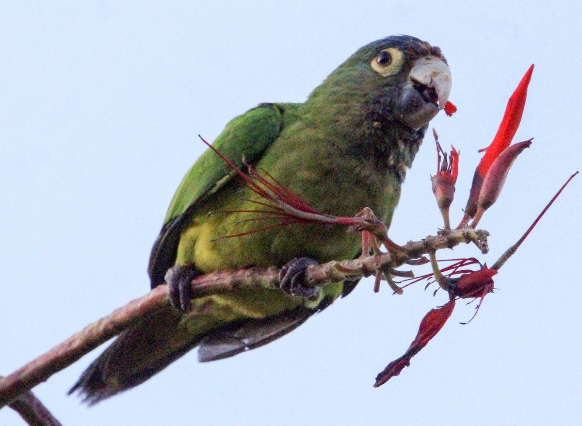 Orange-fronted Parakeet - Jeffrey McCrary