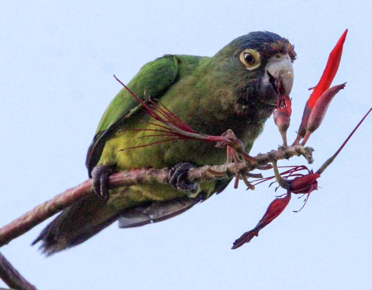 Orange-fronted Parakeet - ML613834119