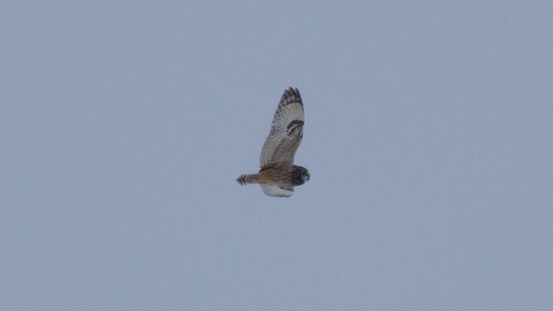 Short-eared Owl - Gordon Green