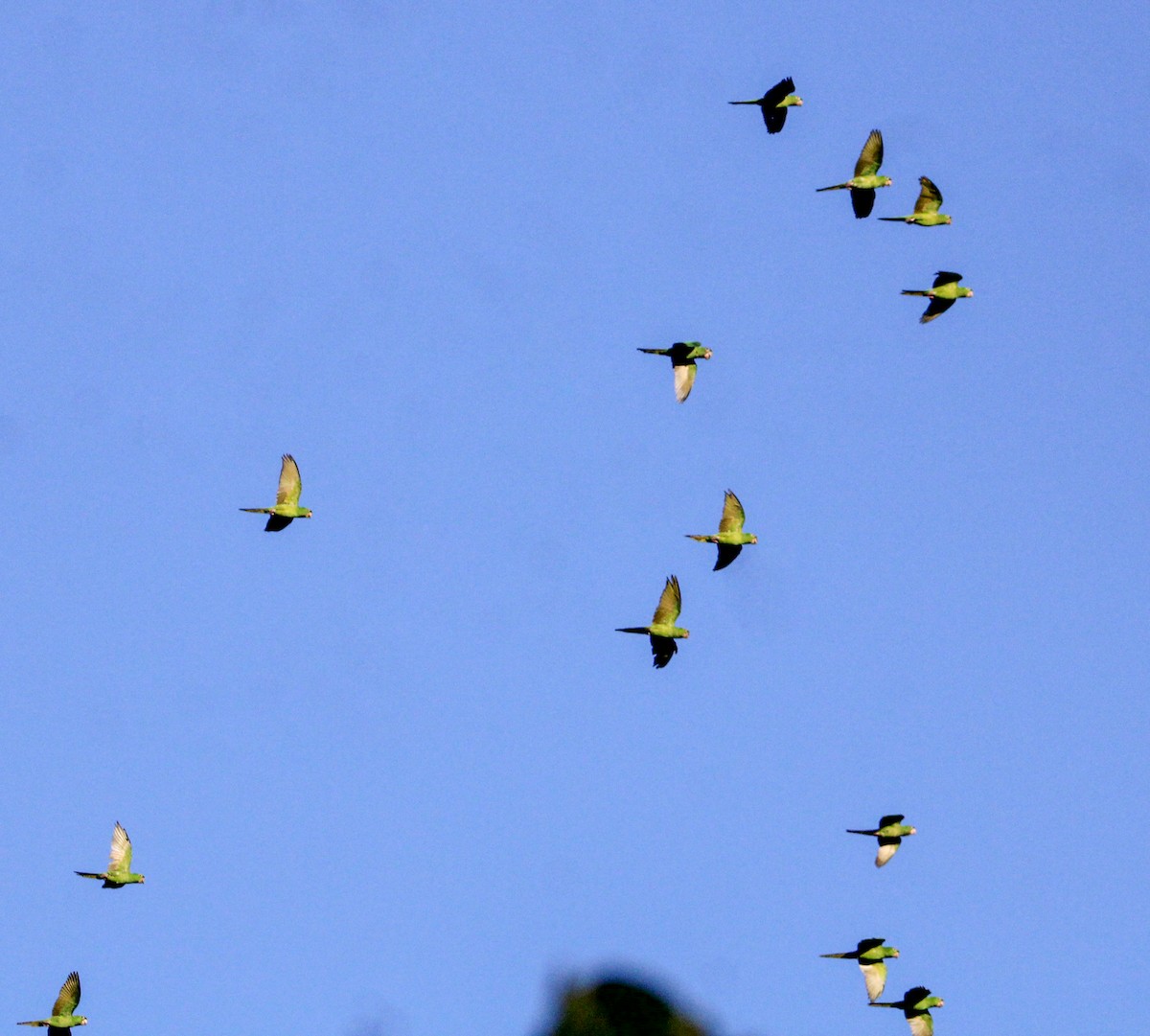 Pacific Parakeet - ML613834147