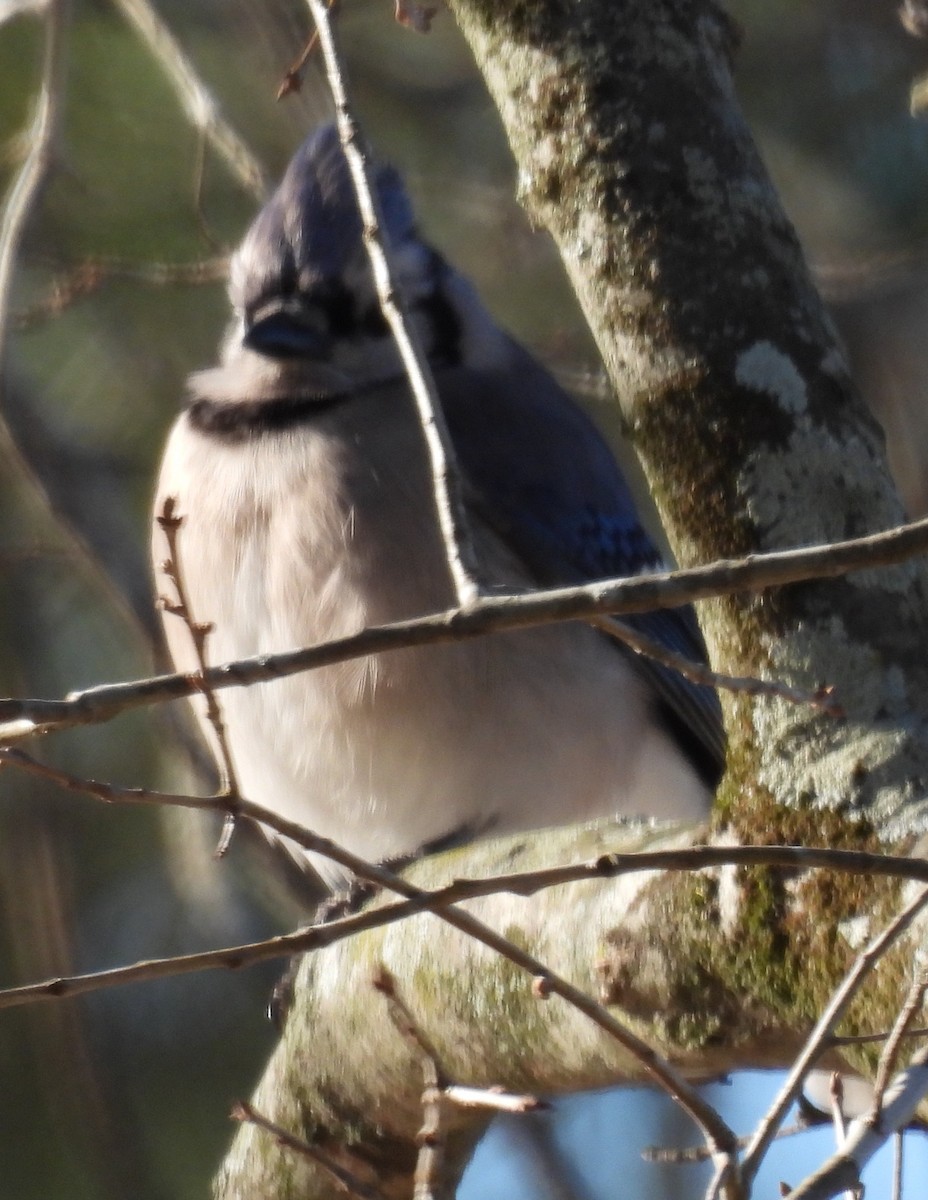 Blue Jay - ML613834277