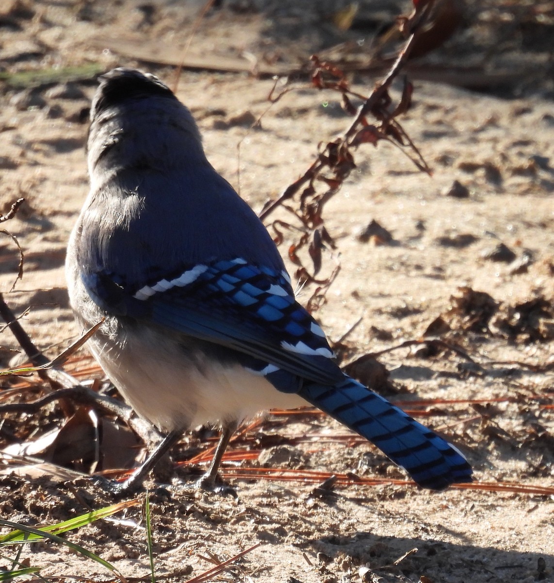 Blue Jay - ML613834279