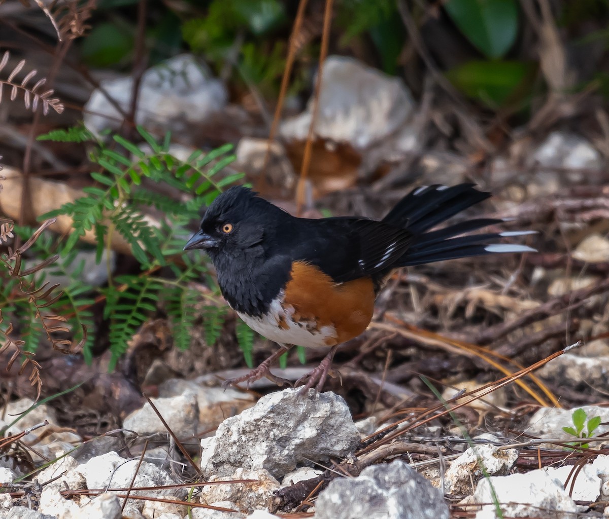 Eastern Towhee - ML613834307