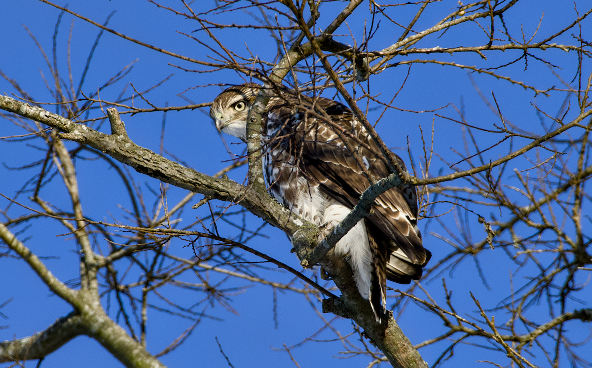 Red-tailed Hawk - Rickey Shive