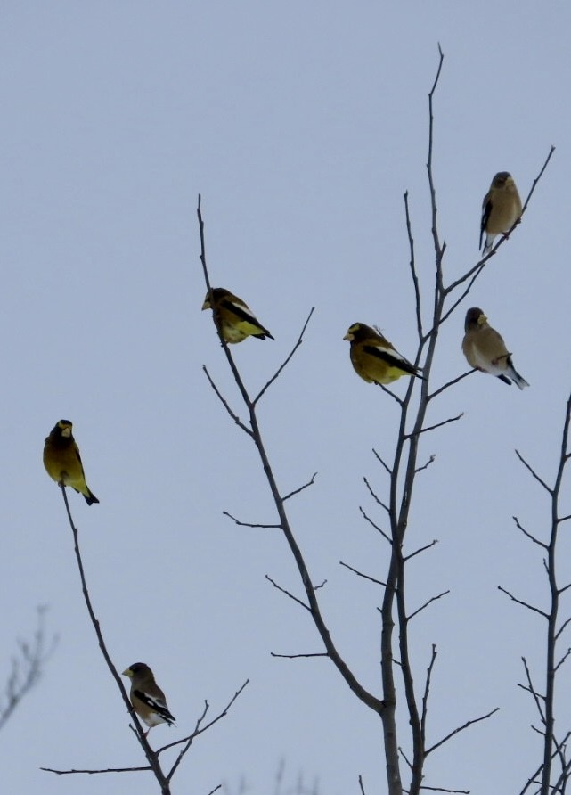 Evening Grosbeak - ML613834398