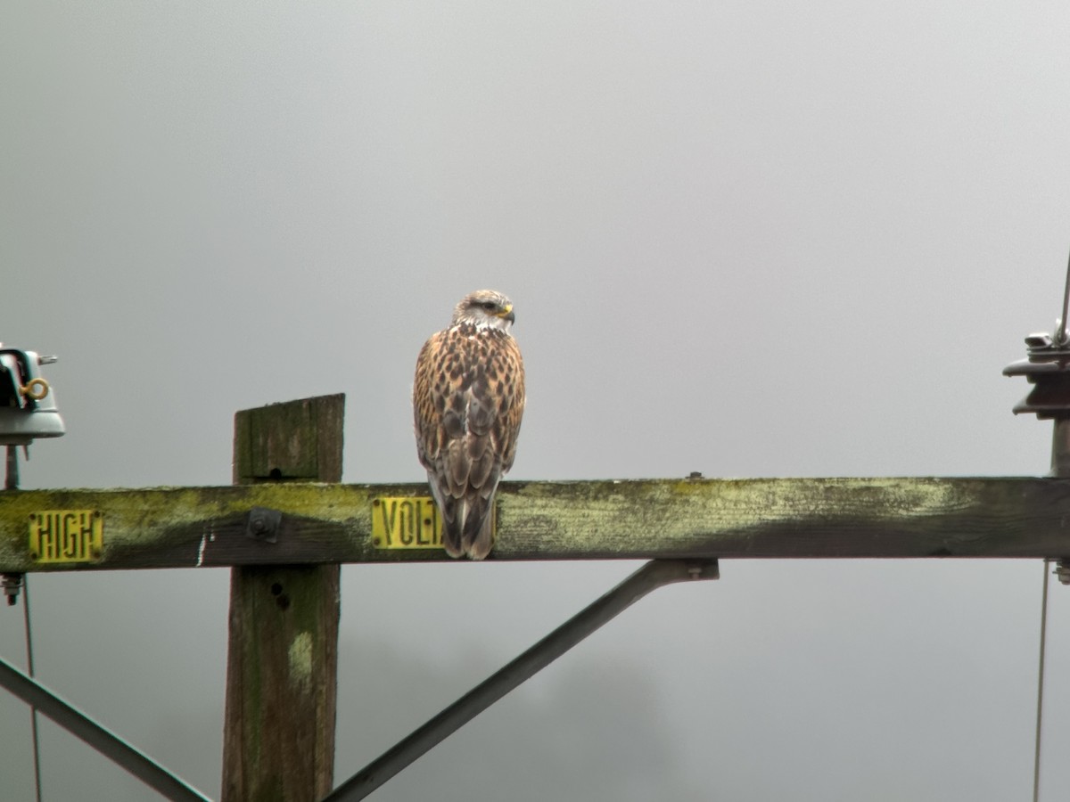 Ferruginous Hawk - ML613834417