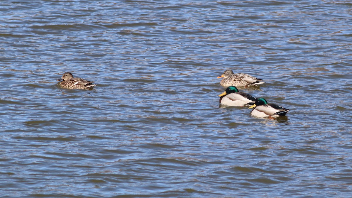 Mallard - Callan Bentley