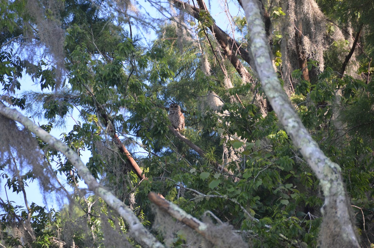 Barred Owl - ML61383461