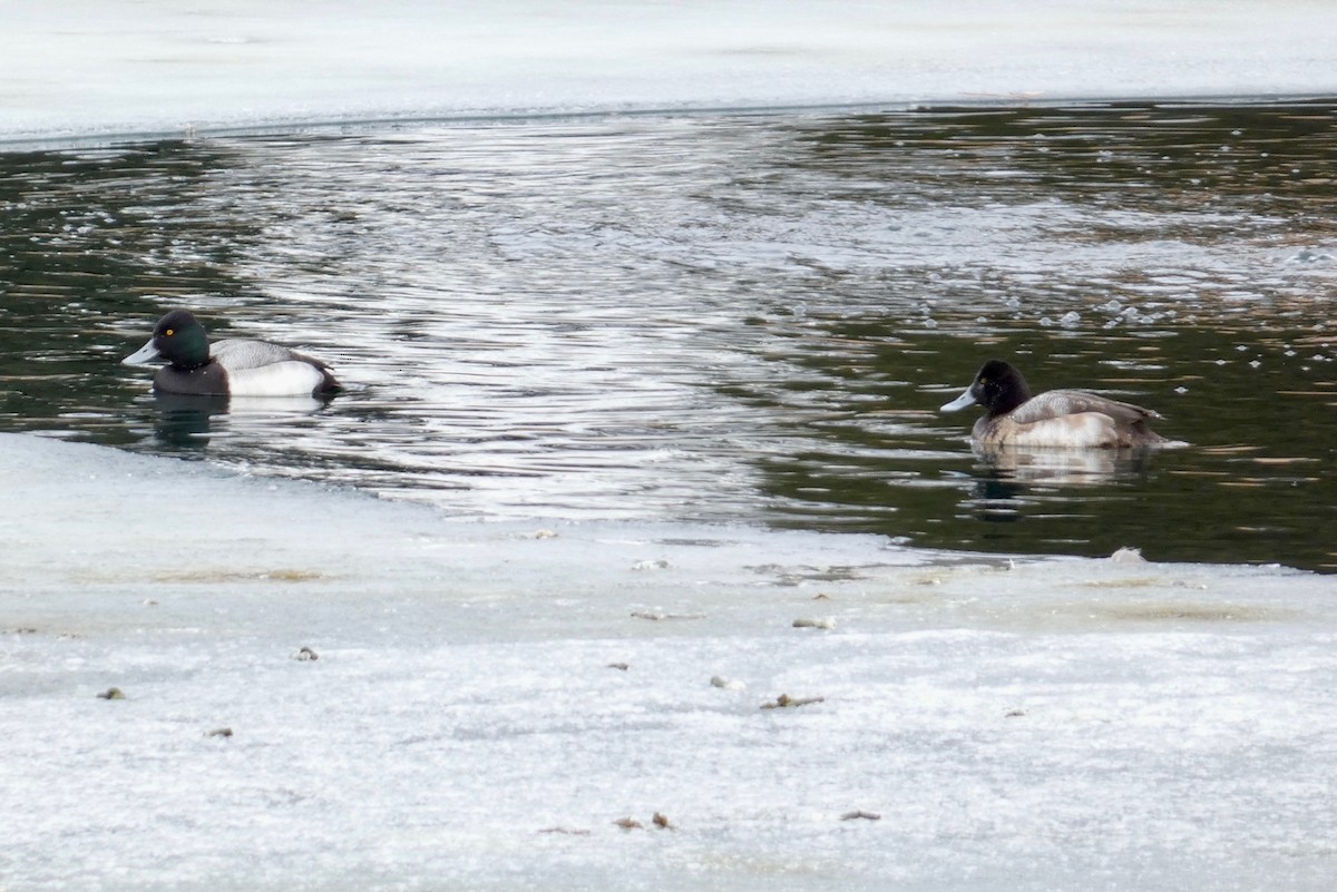 Lesser Scaup - ML613834809