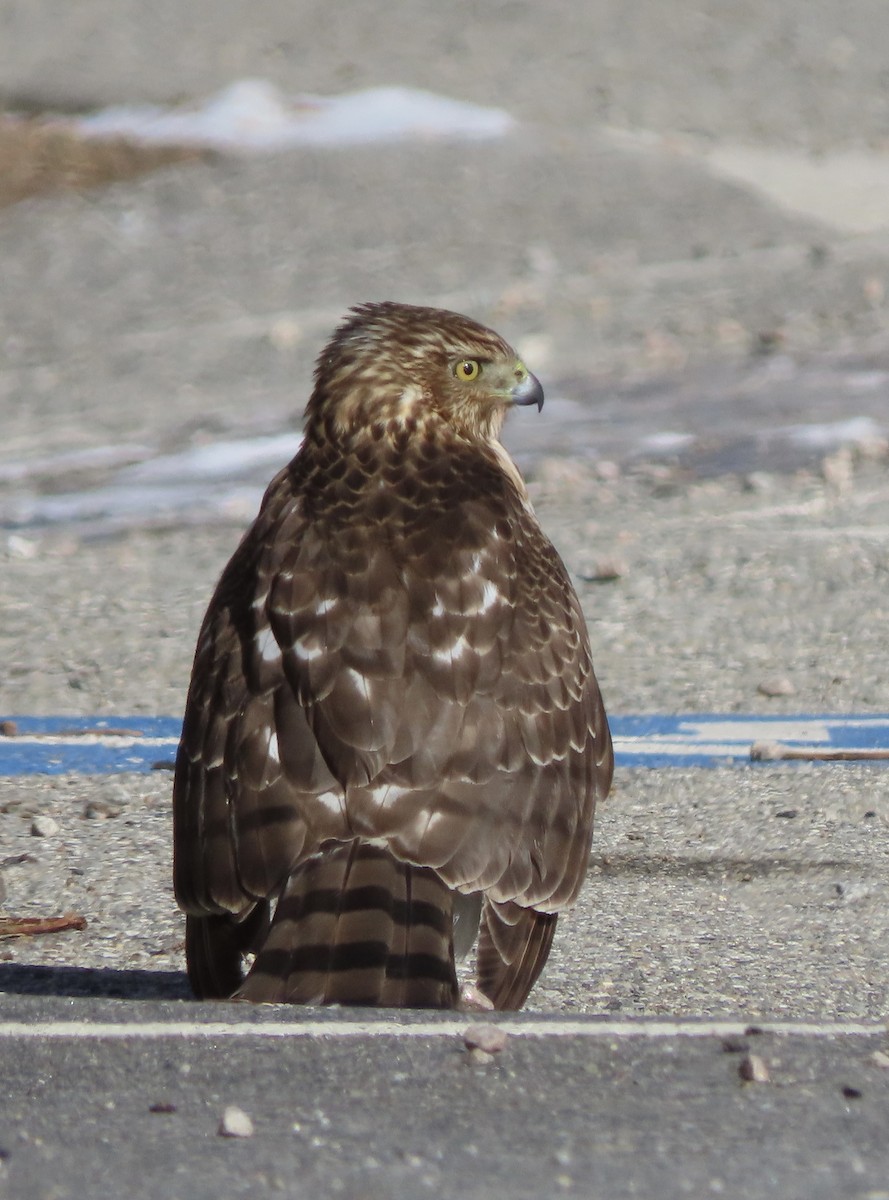 Cooper's Hawk - Laurie Reynolds