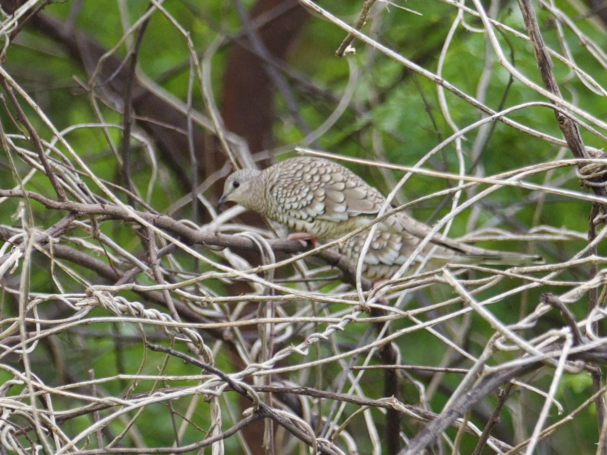 Scaled Dove - Yve Morrell