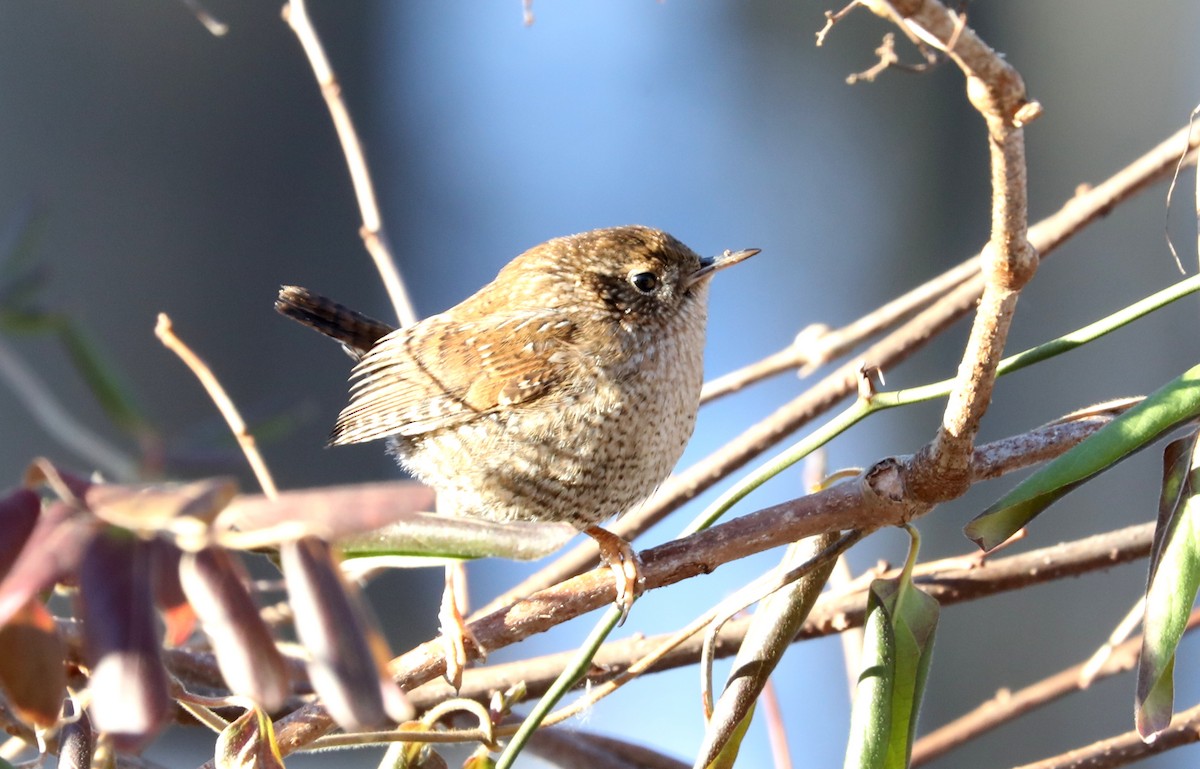 Winter Wren - ML613834933