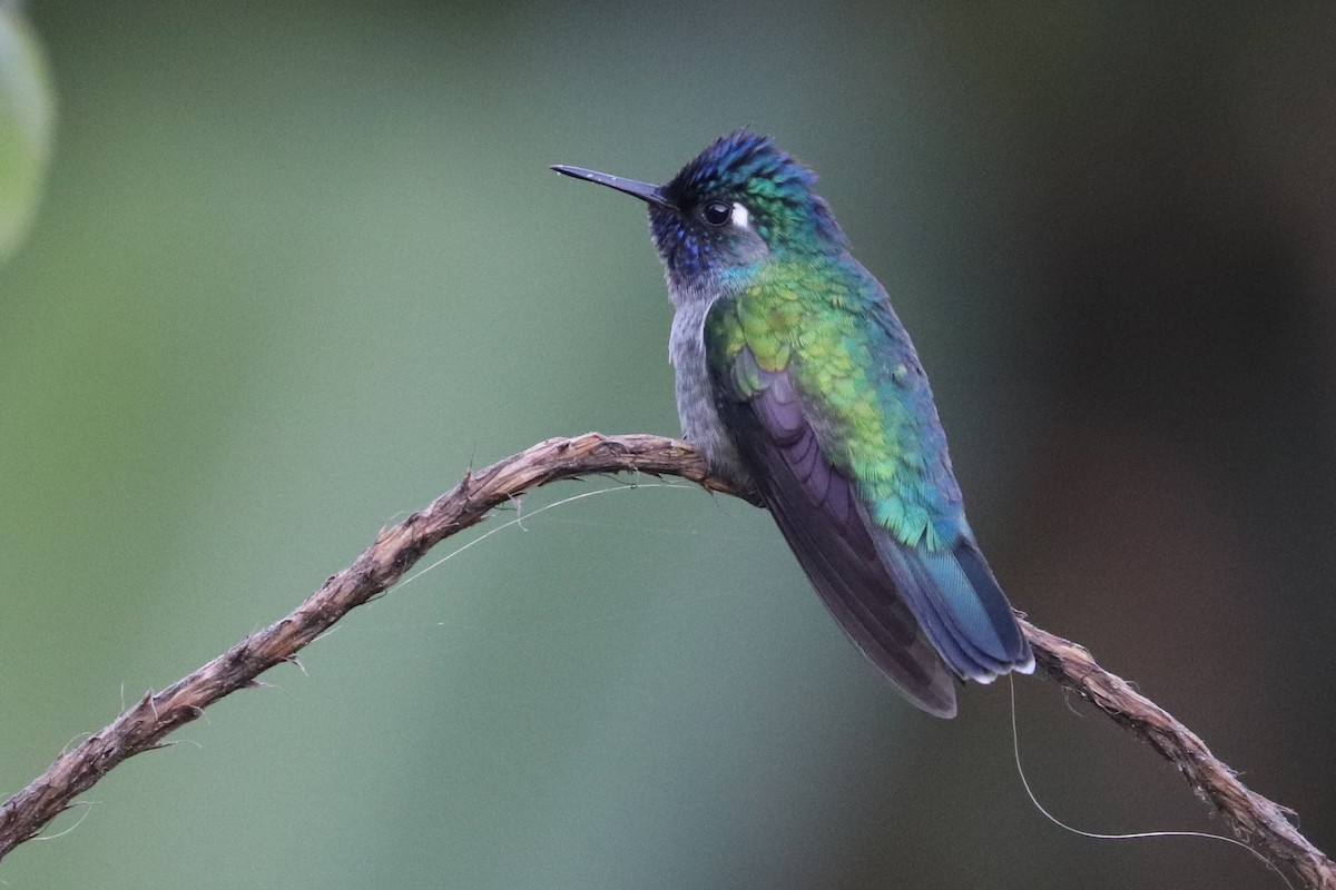 Colibri à tête violette - ML613834969