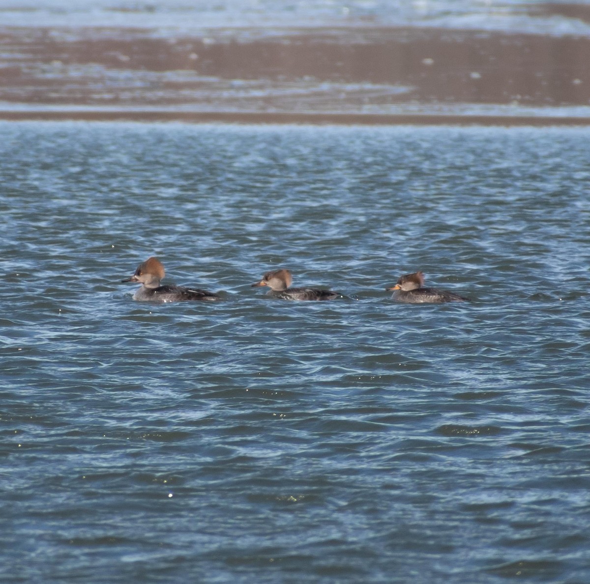 Hooded Merganser - ML613835034