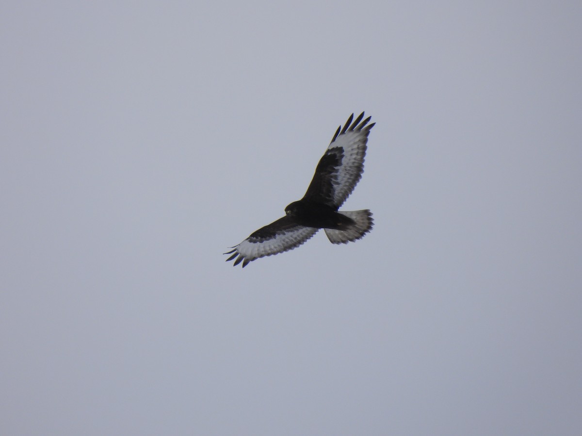 Rough-legged Hawk - ML613835134