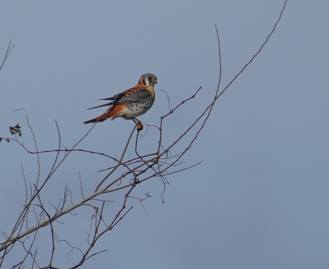 American Kestrel - Nicola Dronoff-Guthrie