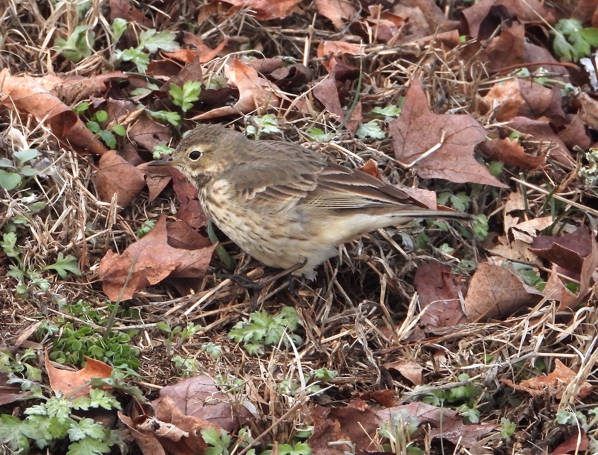 Pipit d'Amérique - ML613835212