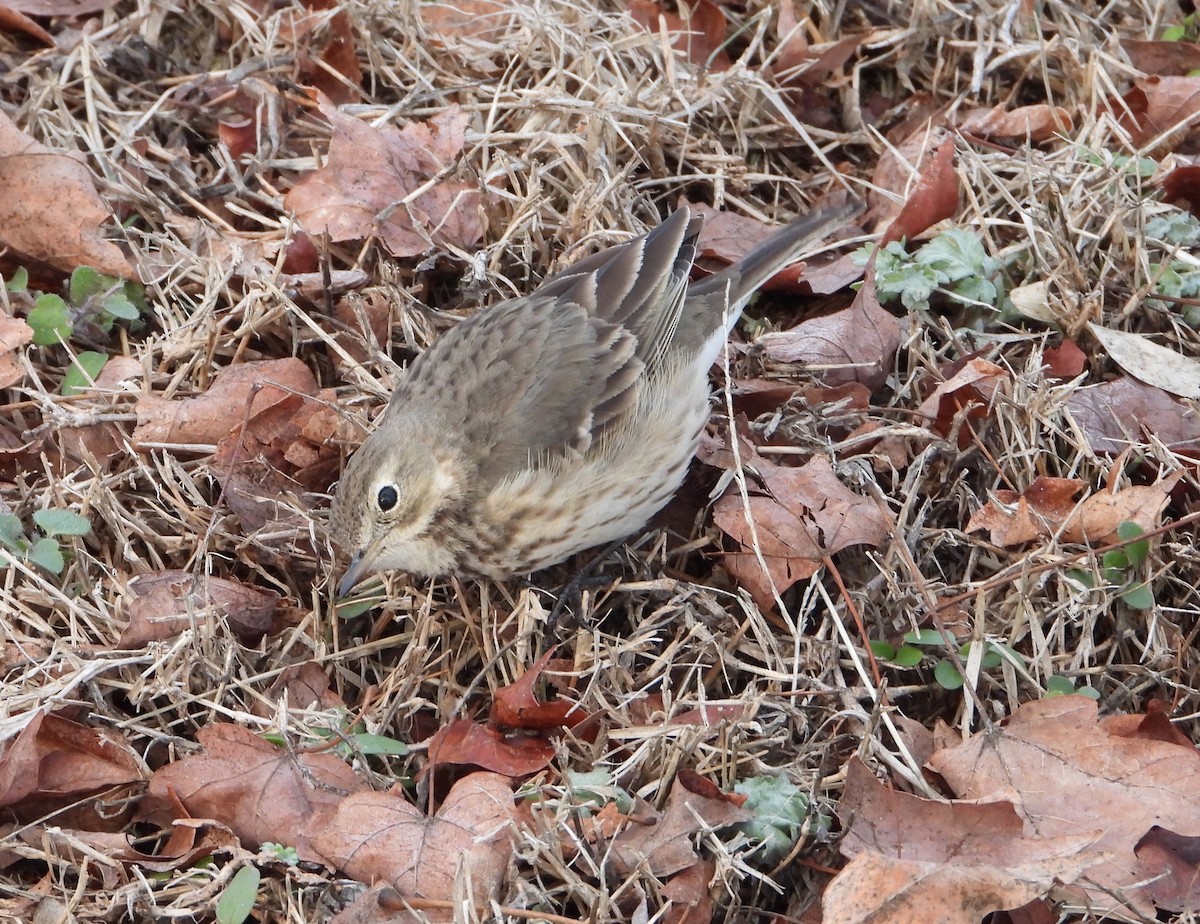 American Pipit - ML613835213