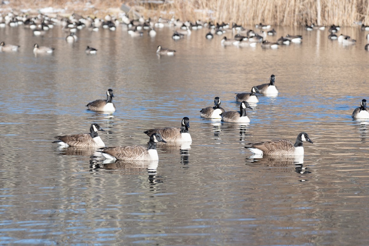 Canada Goose - ML613835238