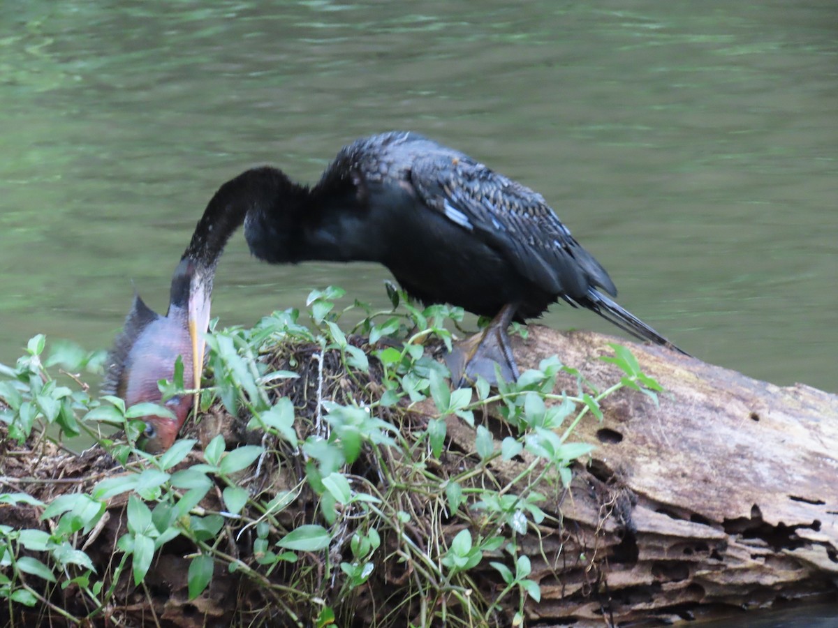 Anhinga - ML613835282