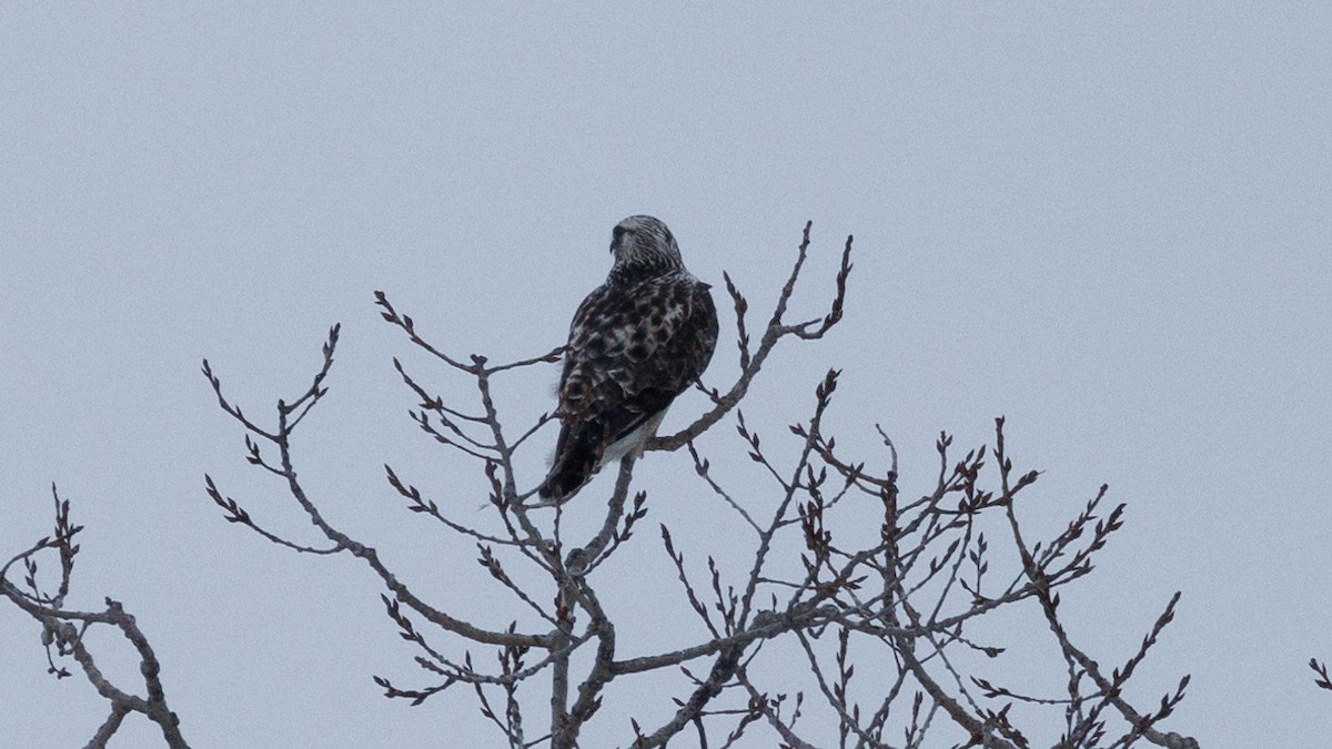 Rough-legged Hawk - Gordon Green