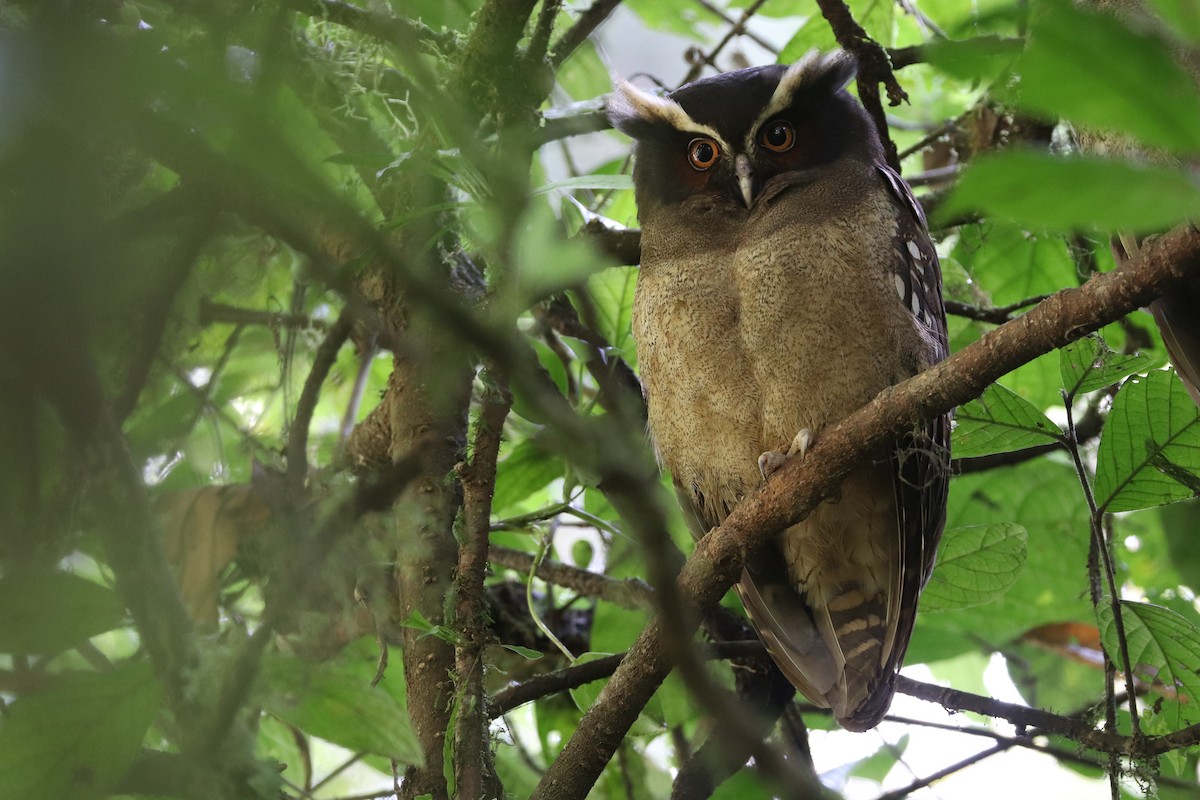 Crested Owl - ML613835313