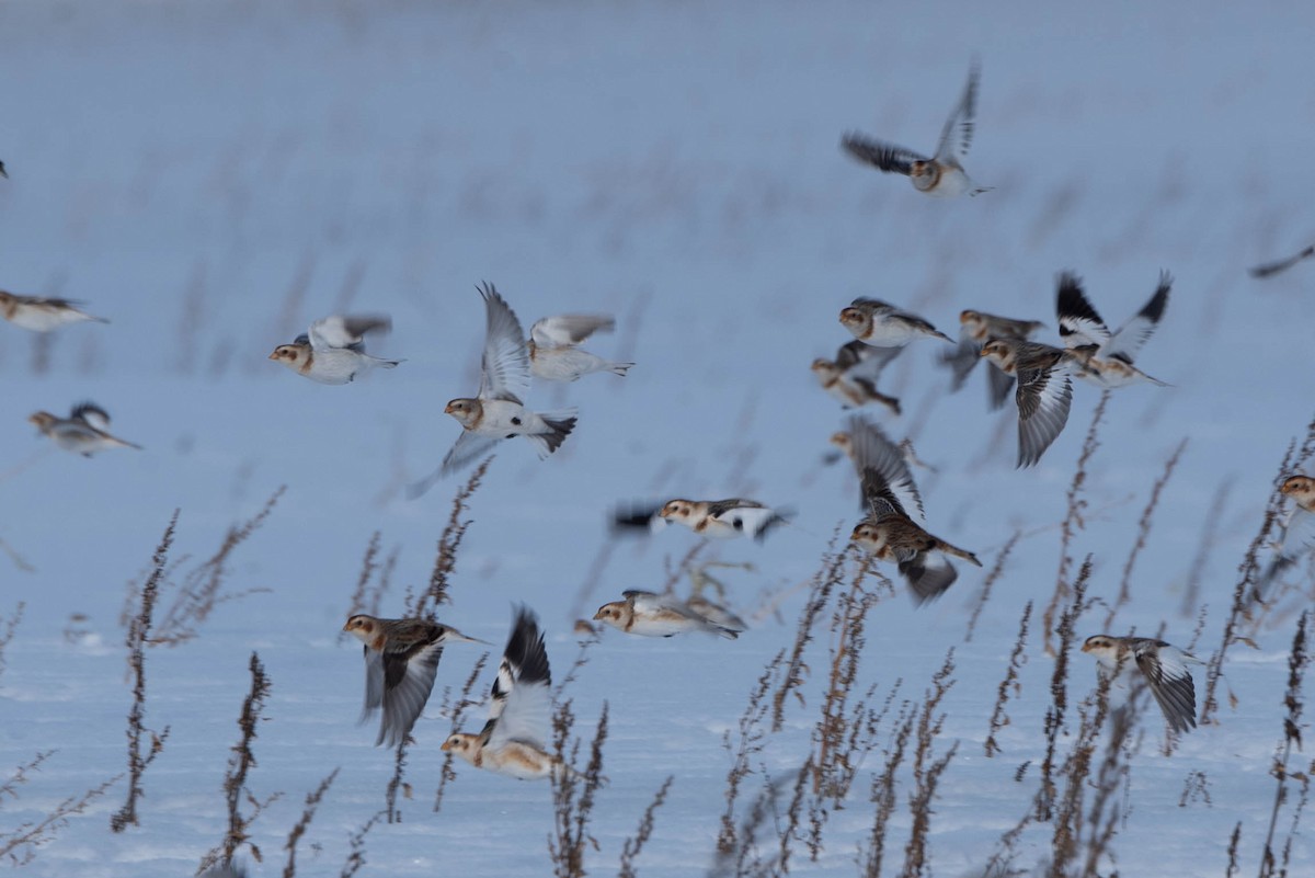 Snow Bunting - Andrea Heine
