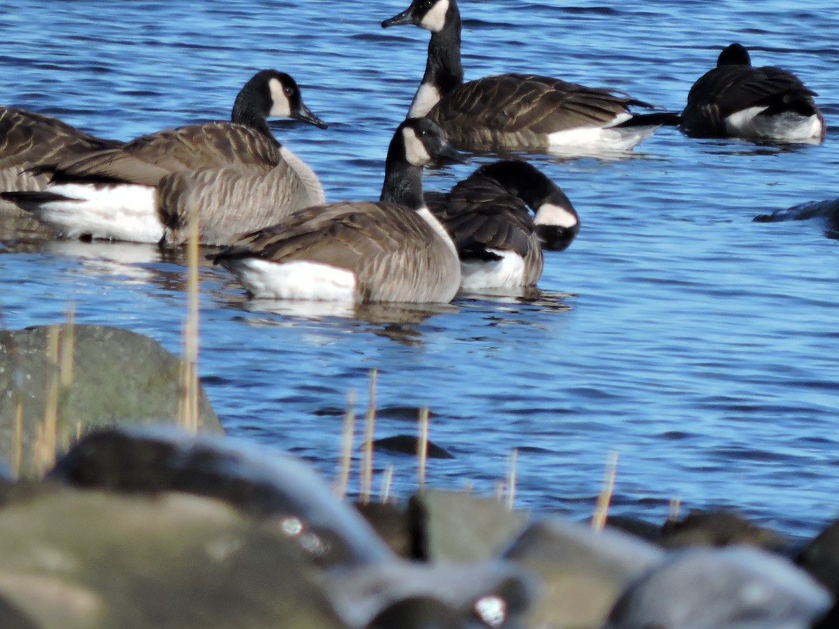 Canada Goose - ML613835357