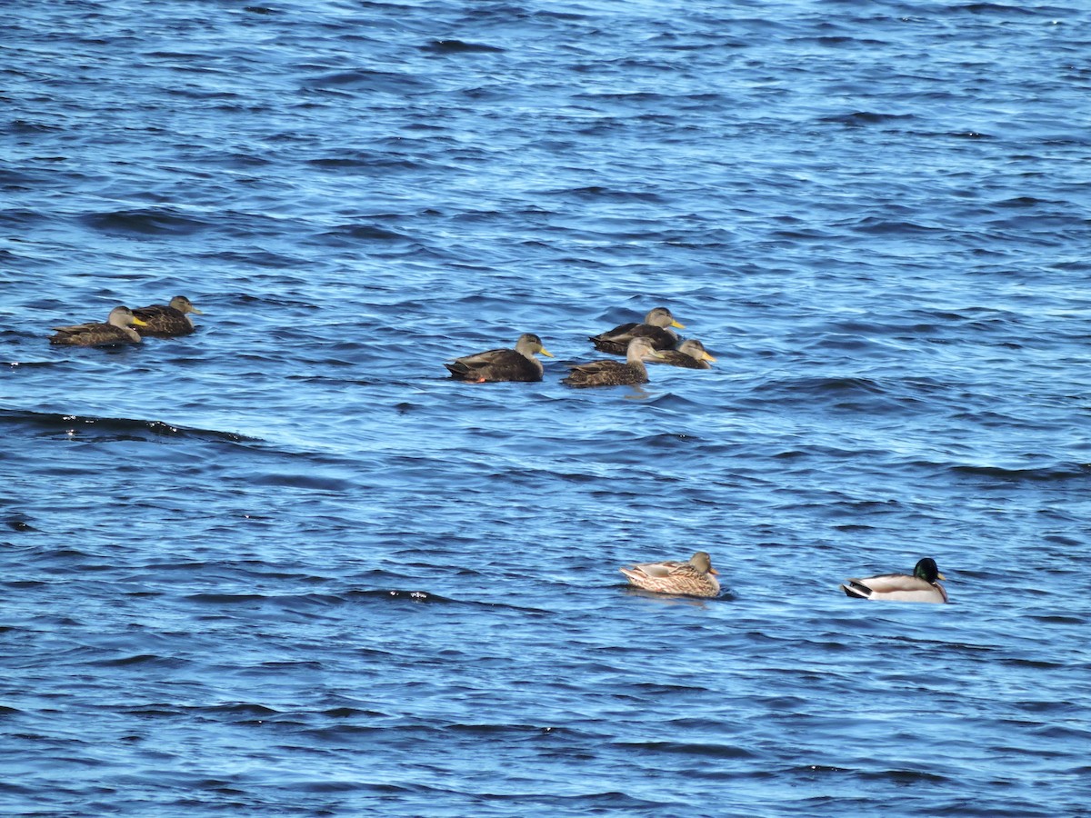 American Black Duck - Luis Mendes