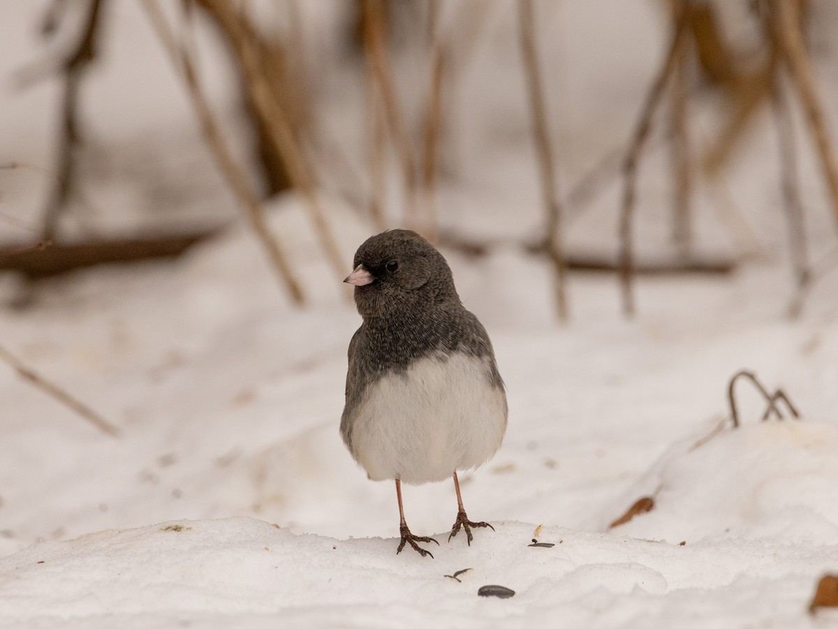 Dark-eyed Junco (Slate-colored) - ML613835428