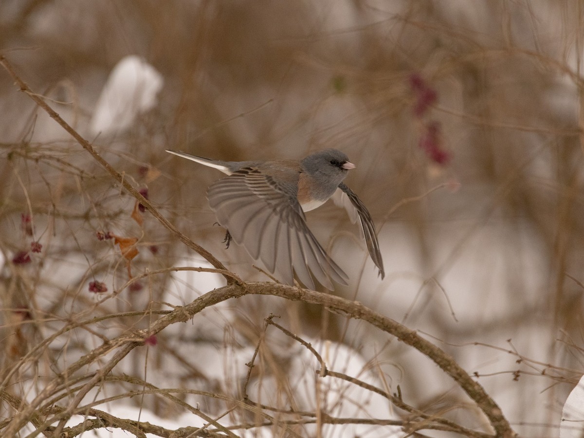 Dark-eyed Junco (Pink-sided) - ML613835438