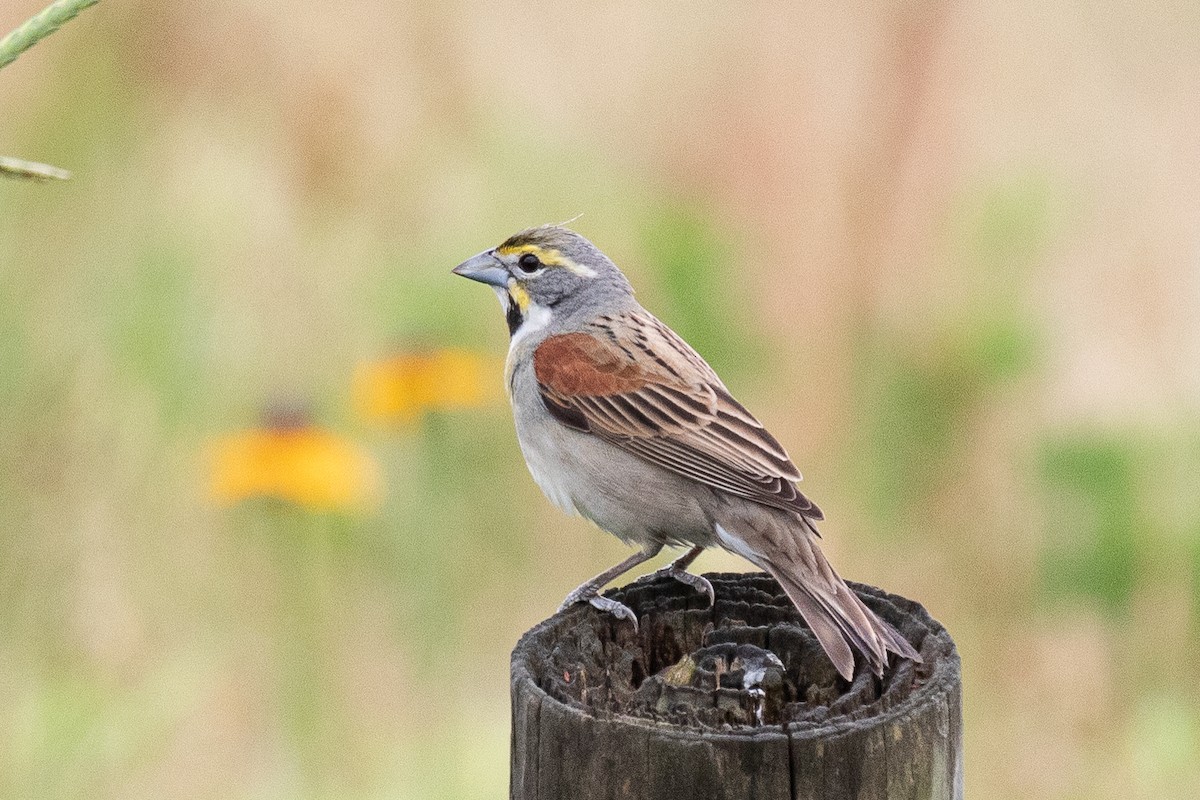 Dickcissel - ML613835445