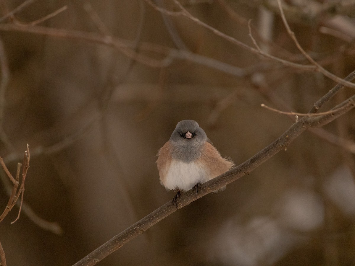 Dark-eyed Junco (Pink-sided) - ML613835469