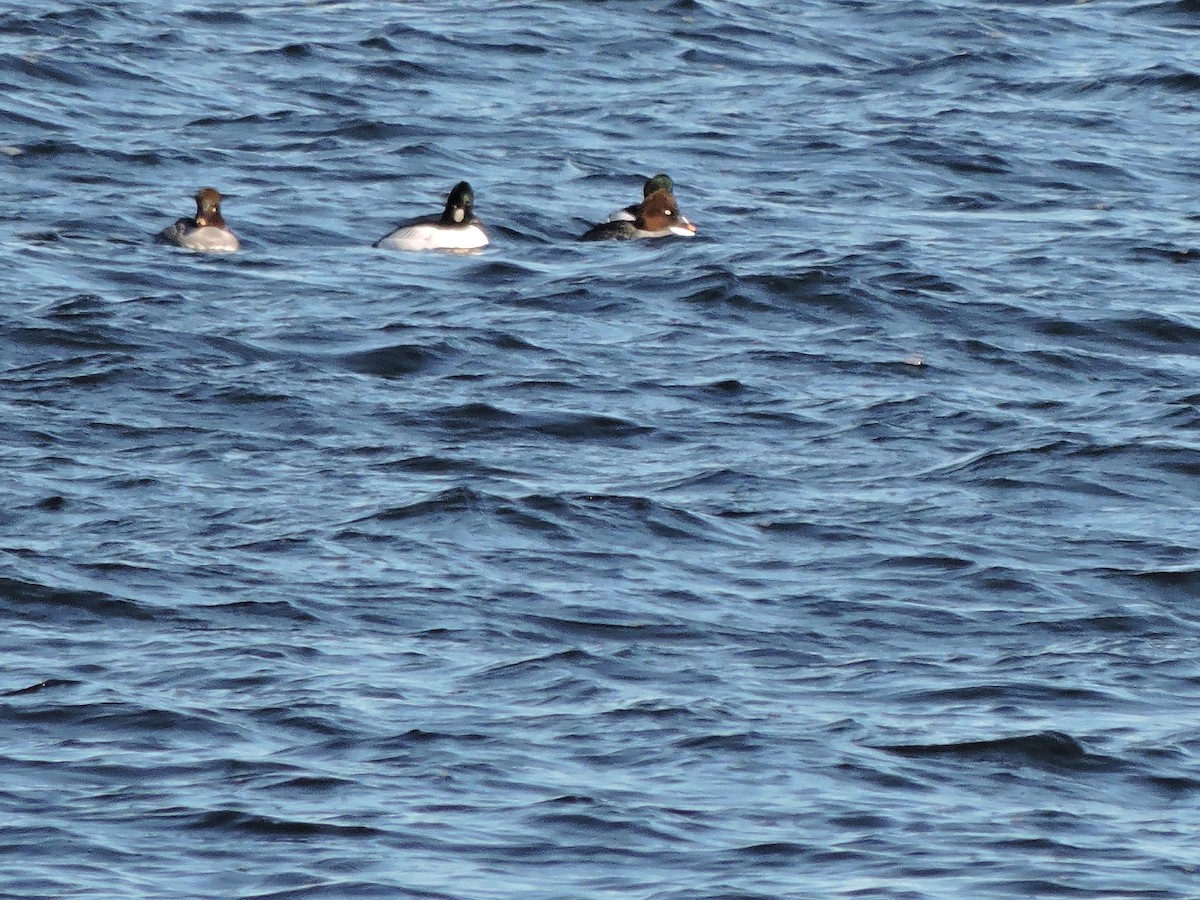 Common Goldeneye - ML613835484