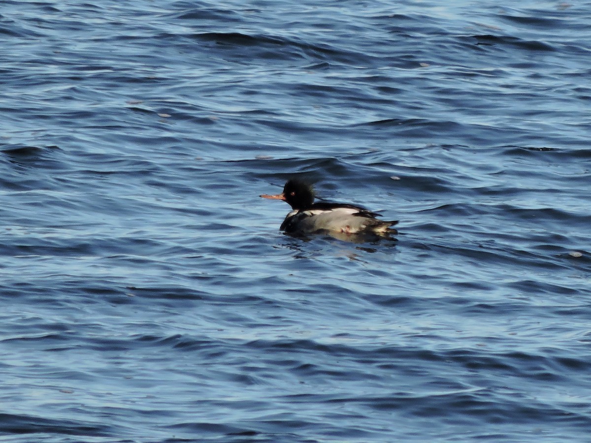 Red-breasted Merganser - ML613835499